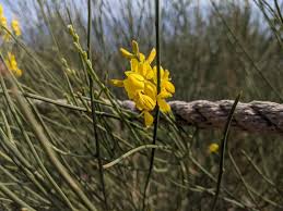 Image result for Spartium