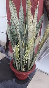 Check spelling or type a new query. Dracaena Trifasciata Wikipedia