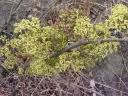 Image result for Cissus cornifolia