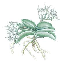 Image result for Cyrtorchis crassifolia