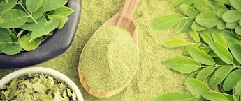 Image result for Moringa oleifera