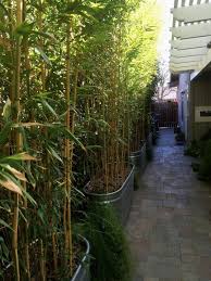 Select plants with an upright growing habit, and use hanging baskets and other vertical planters to maximize your ground space. Image Result For Bamboo Privacy Hedge For Small Yards Privacy Landscaping Backyard Landscaping Designs Backyard Landscaping