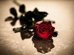 Koleksi, gambar, gambar, wallpaper, bunga, mawar, terbaru, 2018, name : Wallpaper Bunga Mawar Garden Roses Rose Flower Red Pink Petal Rose Family Still Life Photography Plant Cut Flowers 1232903 Wallpaperkiss