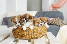Golden Retriever Corgi Mix 6 Must Know Facts Perfect Dog Breeds