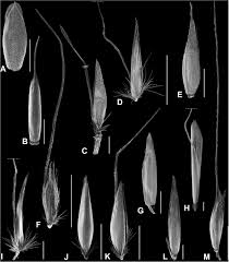 Image result for Trisetopsis elongata