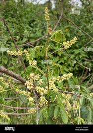 Image result for Paullinia pinnata