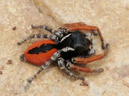 Risultati Immagini Per Ragno Lupo Rosso E Nero Lupo Rosso Ragni Lupo