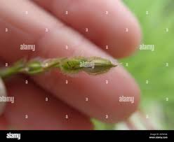 Image result for Alloteropsis