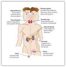 Urinary System Diagram Google Search Endocrine System Introduction To Psychology Endocrine