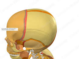 Image result for Parietal Bone