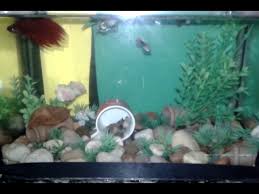Peixe Betta E Guppys Juntos Youtube