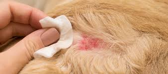 Image result for flea bite