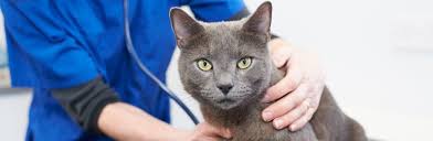 Kedi Genclik Hastaligi Panleukopenia Nedir Belirtileri Nelerdir Ajanimo
