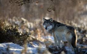 Check spelling or type a new query. Nature Wolf Wallpapers Top Free Nature Wolf Backgrounds Wallpaperaccess