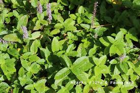 Image result for Platostoma sp. no. 2