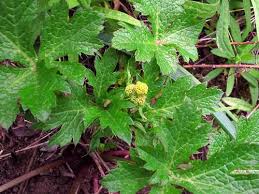 Image result for Sanicula