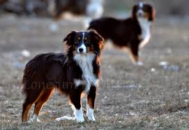 If you haven't settled on a particular breed you can find all the breeds of puppies and dogs we have for sale or adoption near connecticut in these listings. Toy Mini Australian Shepherd Females