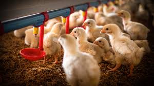 Bird flu outbreak poses no risk to ...