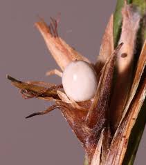 Image result for Scleria