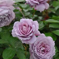 ノヴァーリス｜バラ図鑑｜いばらきフラワーパーク【公式】