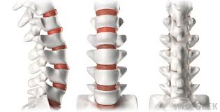 See full list on healthline.com What Does The Backbone Do With Pictures