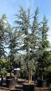 Check spelling or type a new query. Blue Atlas Cedar Tree Cedrus Atlantica Glauca Cedar Trees Uk