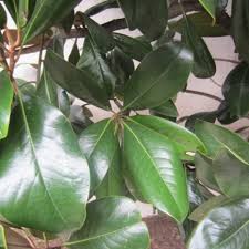Blanchard magnolia tree is an improved cultivar of an elegant southern classic, with huge, unbelievably fragrant blossoms. Budburst Southern Magnolia