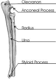 It connects the spine to the thigh bones. Appendicular Skeleton Of Dogs Safari Veterinary In League City Tx