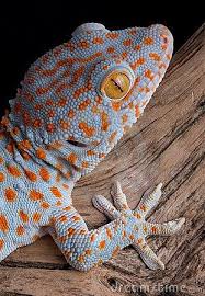 Tokay Geckos Are Biters The Featured Creature Cute Lizard Cute Reptiles Reptiles