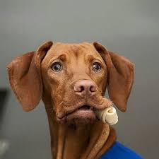 Check This Out Image Vizsla Dogs Cute Dogs Vizsla