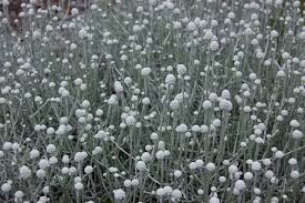 Image result for Brachystephanus calostachyus