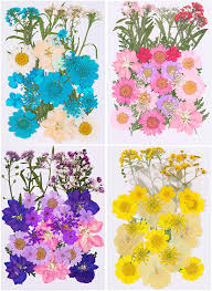 We did not find results for: Buy 137 Real Dried Pressed Flowers For Crafts Dry Natural Preserve Sealed Assorted Flower Colorful Daisies Hydrangea Leaves Diy Craft Candle Resin Accessories Jewelry Pendant Scrapbook Decors Nail Art Online