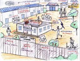 Animal cell analogy ideas video plant cell analogy project diagram great installation of wiring. Cell City Project Cell City Cells Project