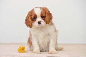 Cavaliers have an even temper, and a sweet, gentle face with big, round eyes. Cavalier King Charles Spaniel Great Puppies For Sale Near Me Facebook