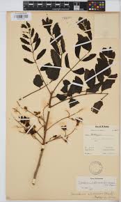 Image result for Xeroderris