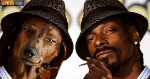 Famous People Who Look Like Animals Daschund Dog Doxie Dogs Dachshund Love