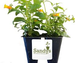 Image result for Manettia