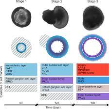 The principle differences between this edition of as/acif s009 and the previous edition are: A Look Into Retinal Organoids Methods Analytical Techniques And Applications Springerlink