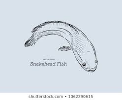 28 Gambar Kartun Ikan Gabus Snakehead Stock Illustrations Images Vectors Shutterstock Download Ceri Tupai Dan Ikan Gabus Di Ap Di 2020 Gambar Kartun Kartun Gambar