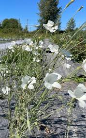 Image result for Agrostemma