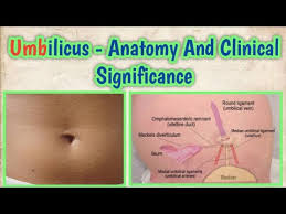 Image result for Umbilicus