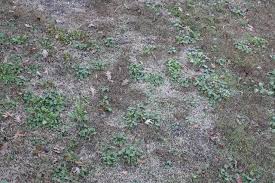 Check spelling or type a new query. How Do I Control The Broadleaf Weeds Taking Over My Centipedegrass Lawn Gardening Landscaping Stack Exchange