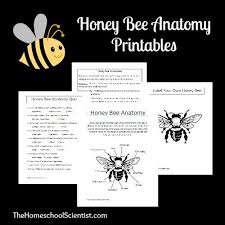 Honey Bee Anatomy Printable Lesson The Home School Scientist Honey Bee Bee Study Unit