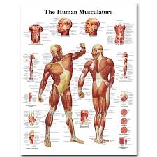 The musculocutaneous nerve innervates the flexor muscles of the arm, including the biceps brachii and brachialis muscles. Human Anatomy Muscles System Art Silk Poster Print 24x32 32x43 Inch Body Map Wall Pictures For Medical Education Home Decor 025 Wall Pictures Poster Printsilk Poster Aliexpress