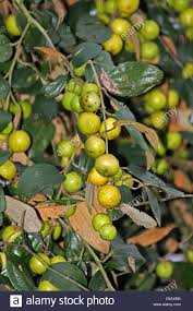 Check spelling or type a new query. Ziziphus Mauritiana Indian Jujube Indian Plum Boroi Fruit Picture Fruit Flowers Fruit Names