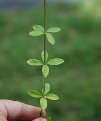 Image result for Galium stenophyllum