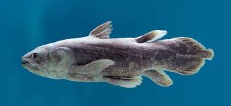 Any of various mostly extinct. Coelacanth Reveals New Insights Into Skull Evolution