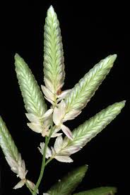 Image result for Eragrostis cilianensis