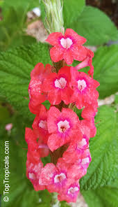 Image result for Stachytarpheta