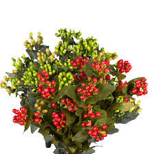 Image result for Hypericum